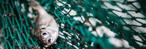 Small fish captured in a green mesh fishing net. 