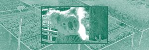 Wide image of koala eating seedlings in a nursery with a closeup inset image of a koala holding a tree trunk.